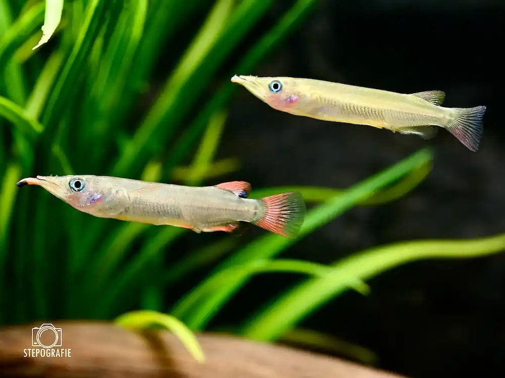 Expressversand Celebes Halbschnäbler (Nomorhamphus liemi)